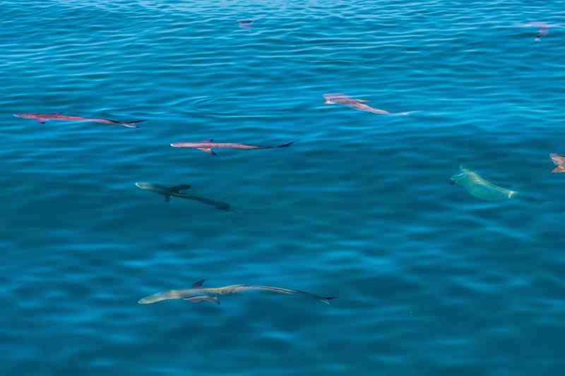 School of cobia chasing live bait