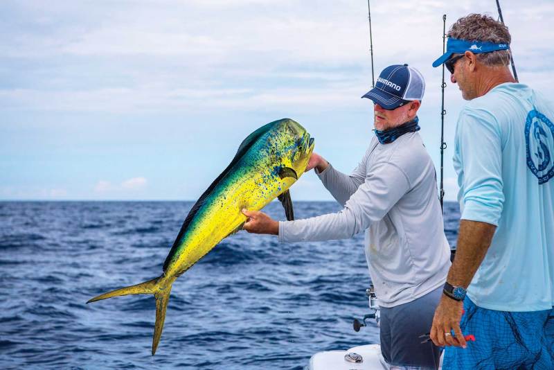 Dolphin catch and release