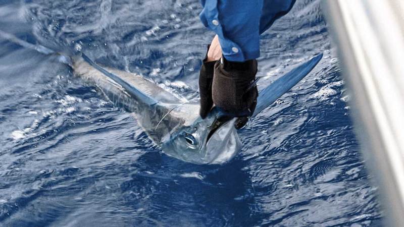 White marlin caught in the Bahamas