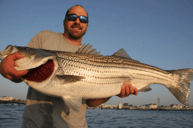 Angler with a large striper