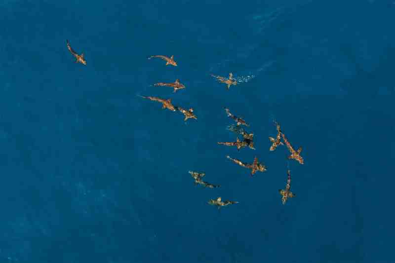 Cobia hunting baitfish