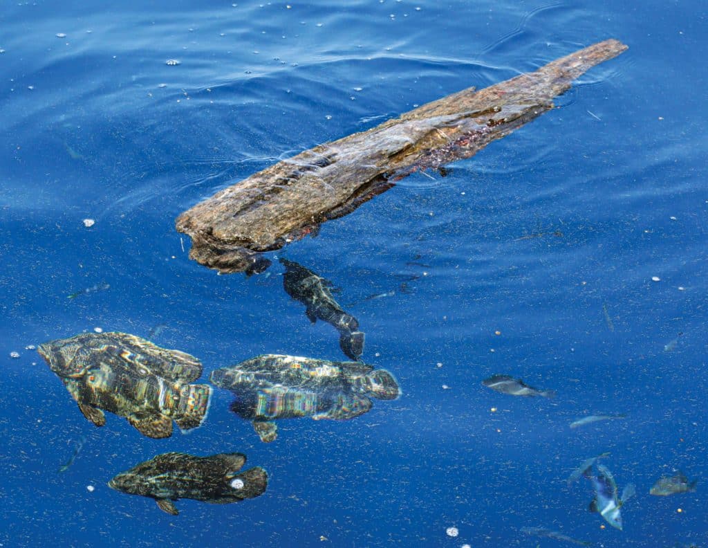 Tripletail around offshore debris