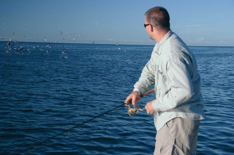 Birds diving on bait