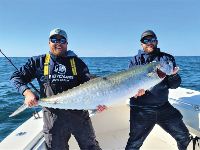 Large kingfish held up by two anglers