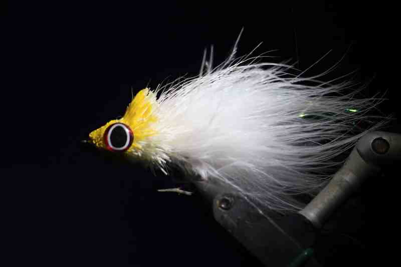 Dahlberg Diver by Mike Conner