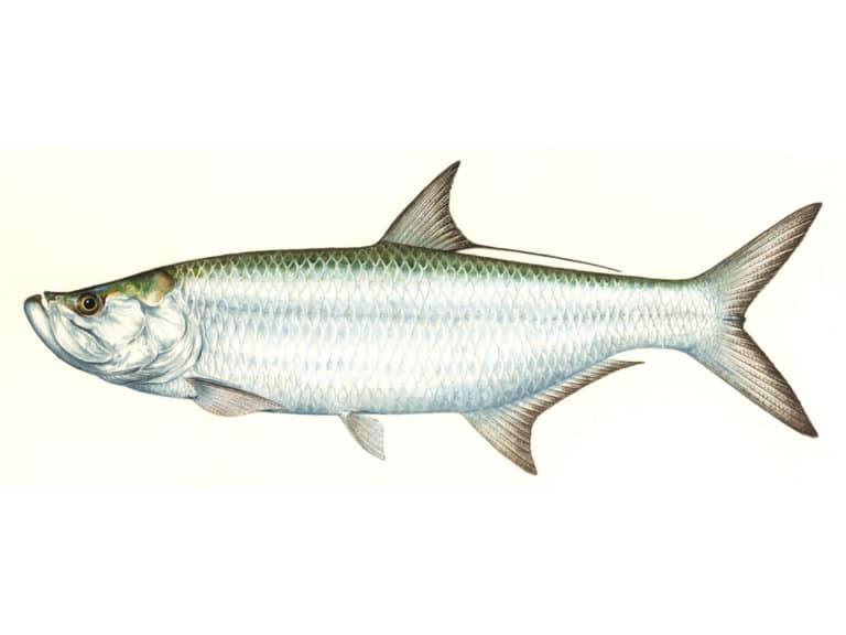 Illustration of a tarpon fish.