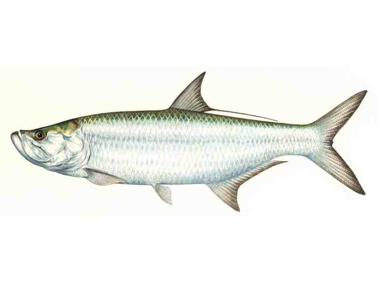 Illustration of a tarpon fish.