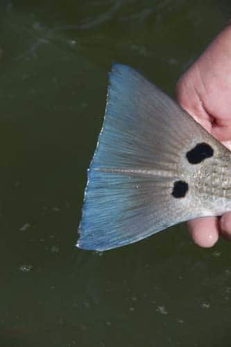 Fishing Texas