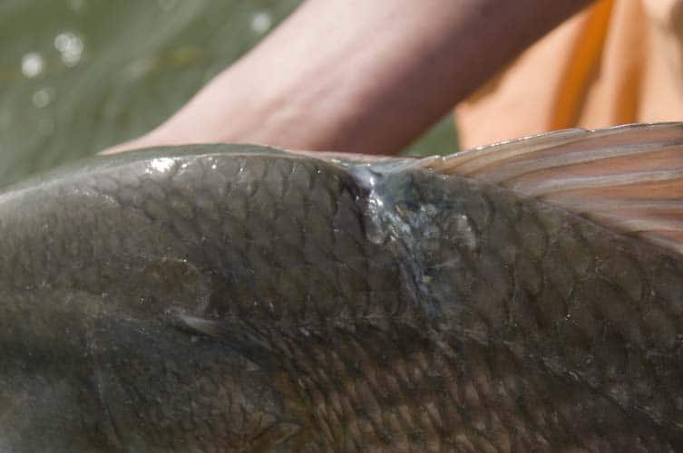 Fishing Texas