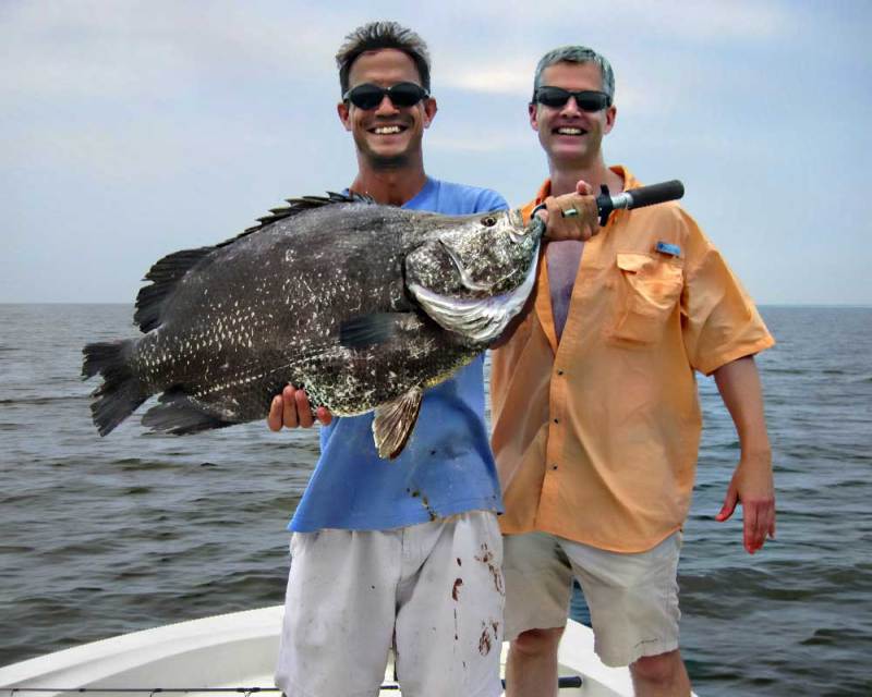 Kuhn tripletail Kuhn tripletail