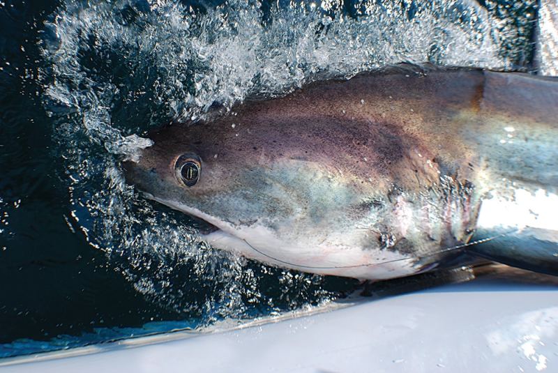atlantic-sharks-03.jpg