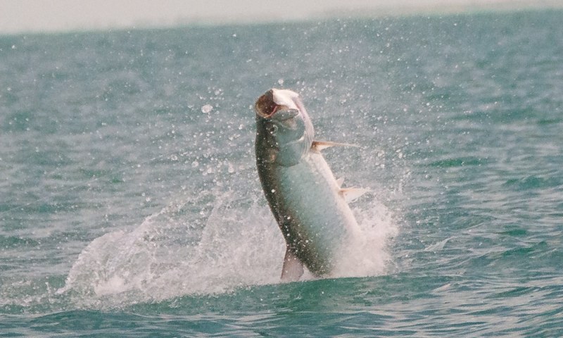 bahia-honda-tarpon-fishing-09.jpg