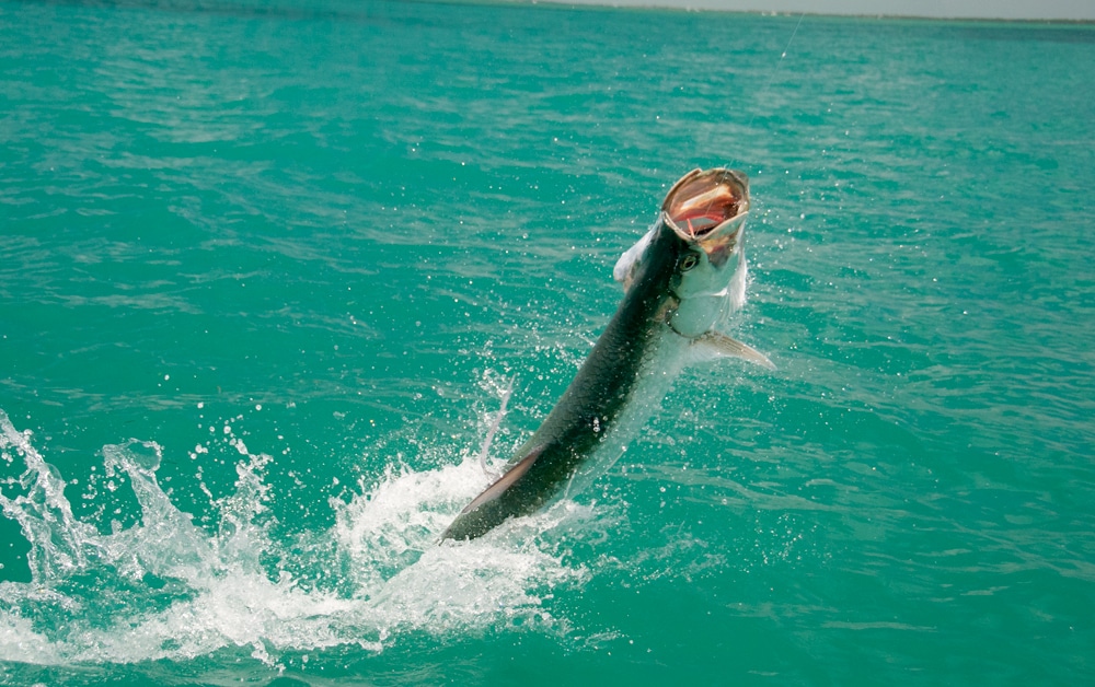 bahia-honda-tarpon-fishing-17.jpg