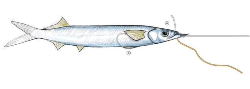 How to Rig Weedless Ballyhoo for Trolling