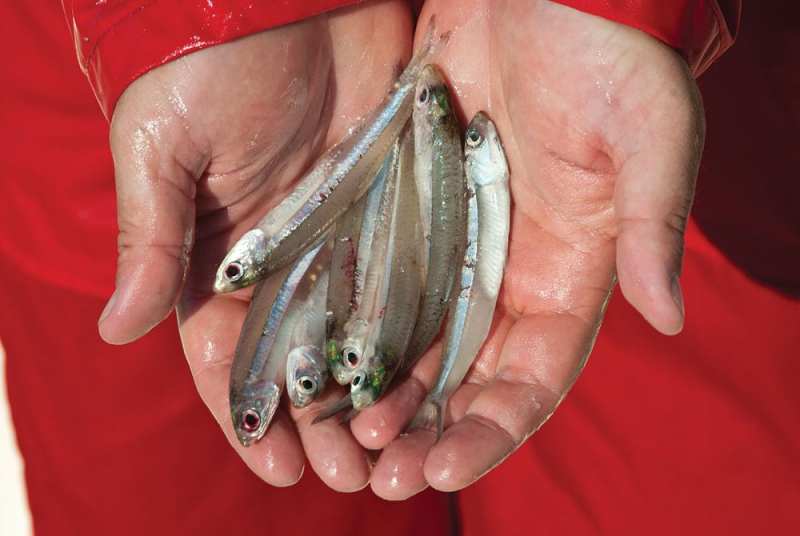 birds-fly-fishing-03.jpg