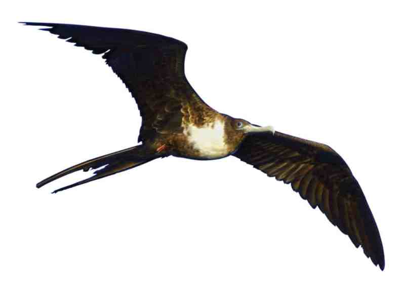 Birds and Baitfish | Salt Water Sportsman