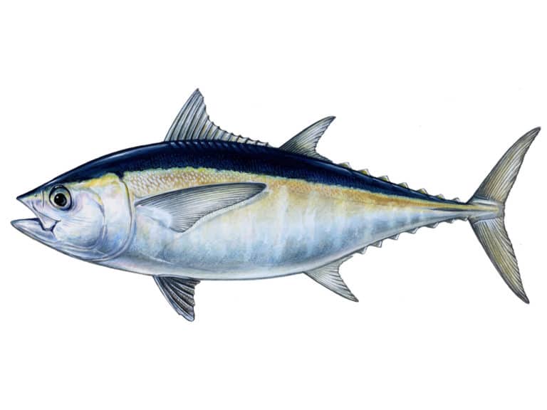 Illustration of a blackfin tuna fish
