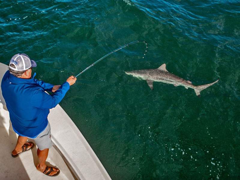 Inshore Sharks on Fly
