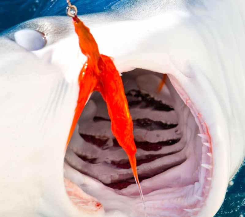blue-shark-open.jpg