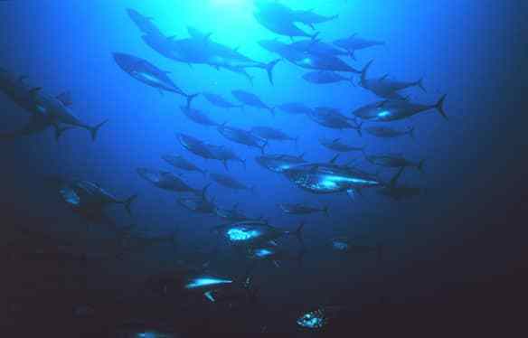 radioactive tuna radioactive tuna