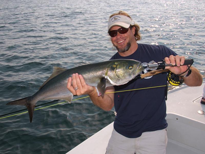 Large bluefish