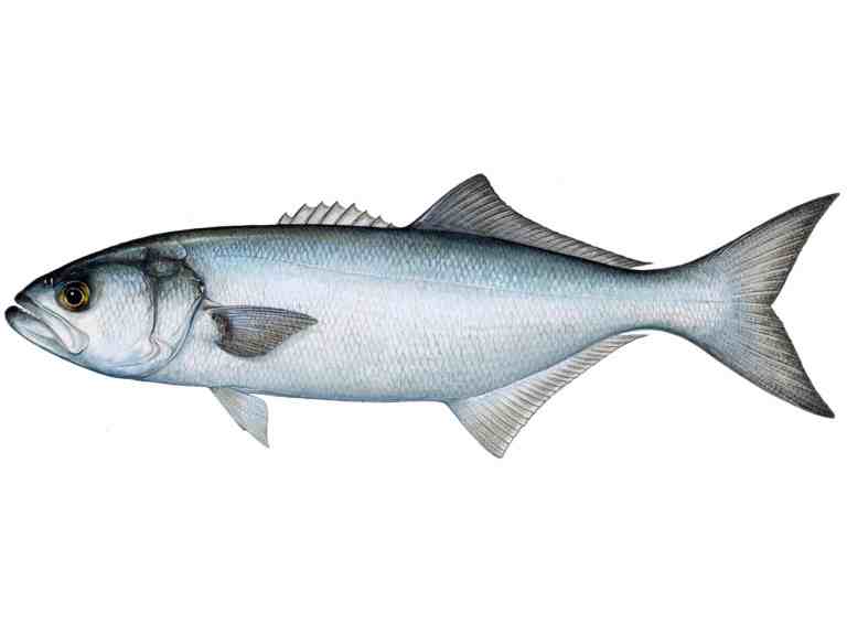 Bluefish