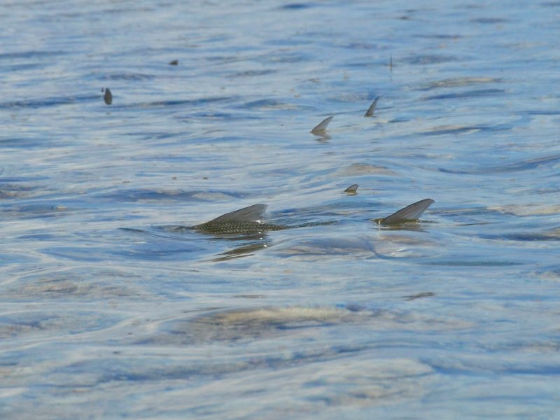 Tailing bonefish are one of the reasons Alex Suescun traveled to Abaco, Bahamas.