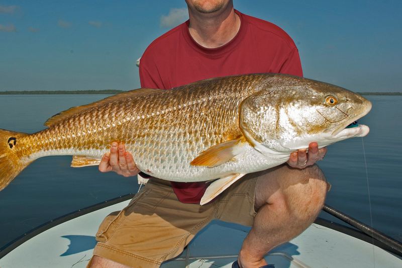 redfish fishing
