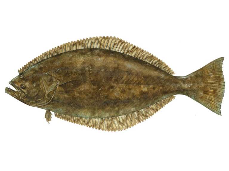 California Halibut