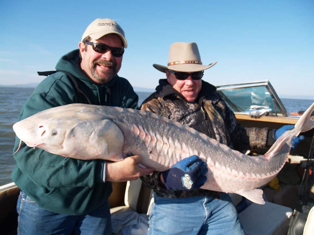 california-sturgeon_02.jpg