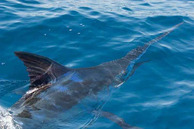 carrillo_marlin.jpg