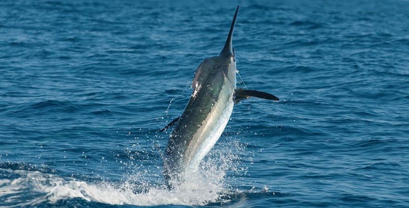 carrillo_marlin3.jpg