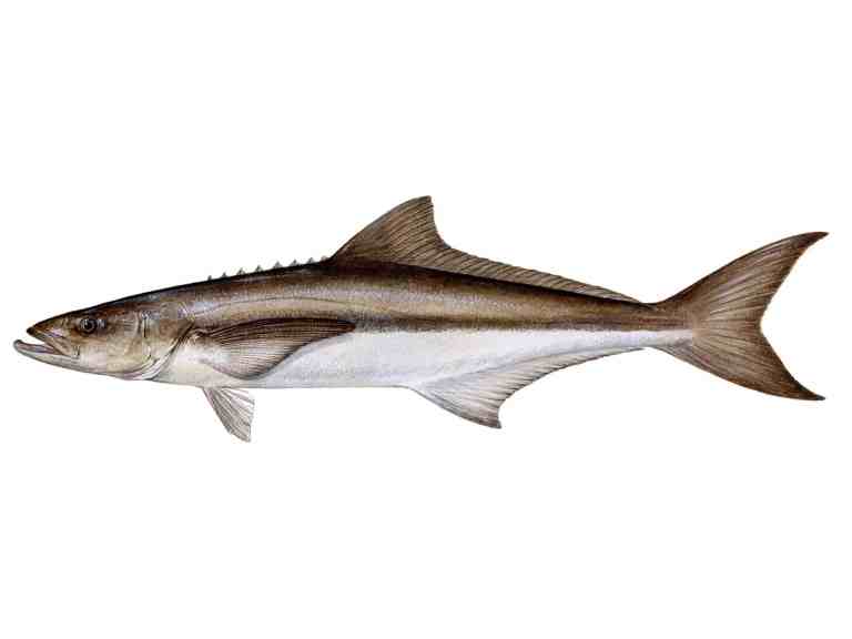 Cobia
