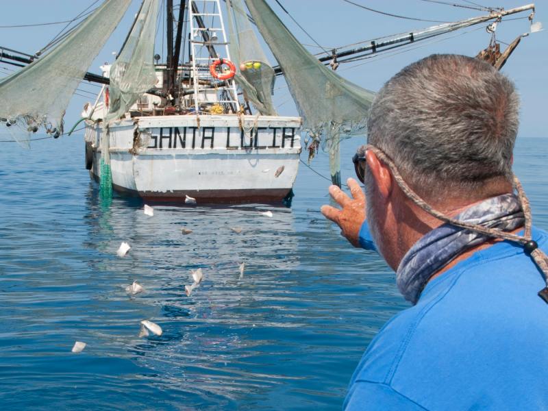 Oil Rigs and Anchored Shrimp Boats Attract Cobia