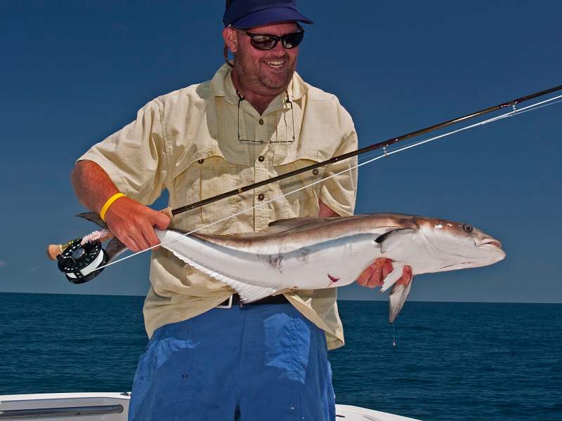 Bring 2 fly rods for cobia, one rigged with a floating line and the other with a sink-tip.