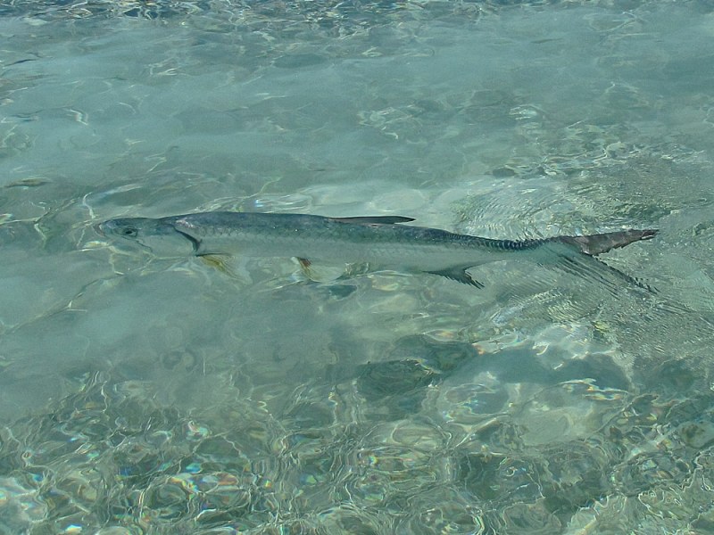 Tarpon on Fly Tutorial