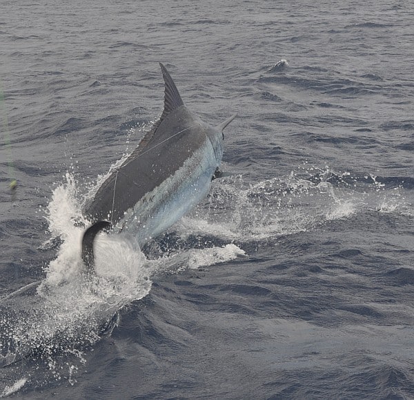 Queen of Hearts wins World Cup with 768-pound blue marlin