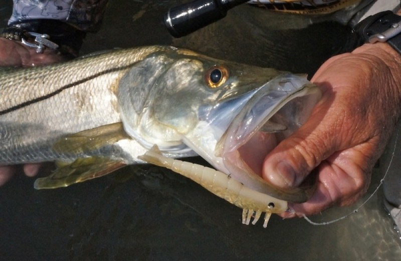 snook closed snook closed