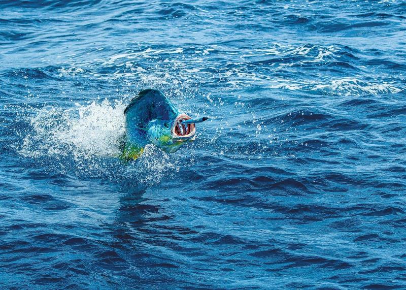 Dolphin chasing plug