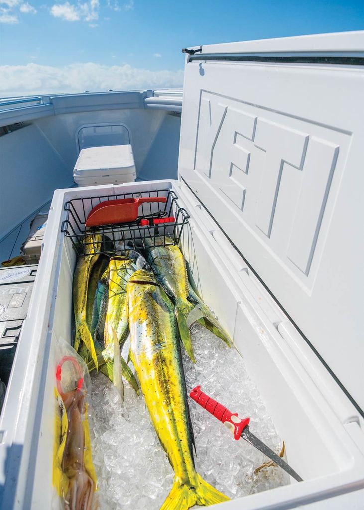 Dolphins in the cooler