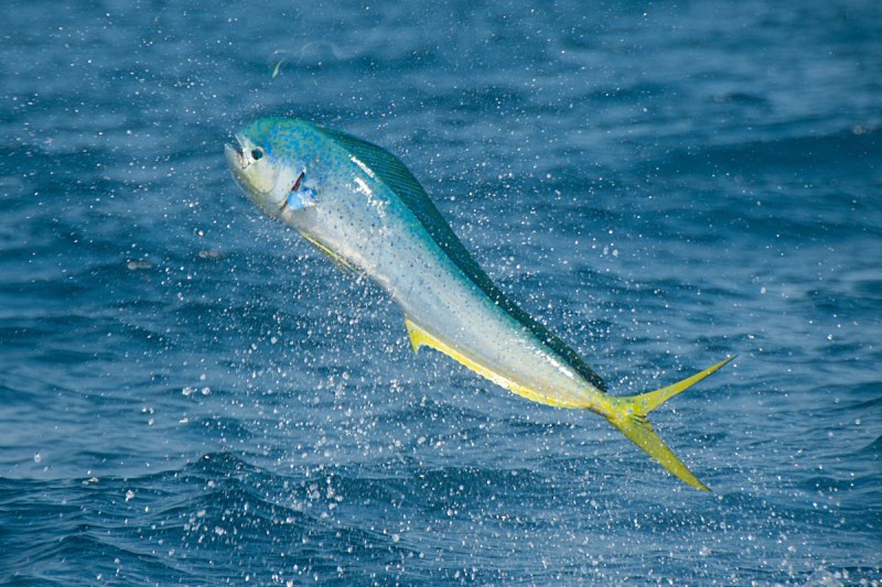 fly fishing tips