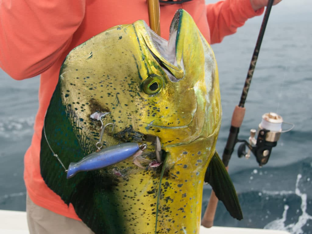 Dolphin (aka mahi or dorado) frequent the deep waters off Great Abaco, Bahamas.