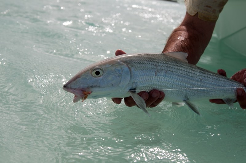Bahamas Bonefishing Legacy