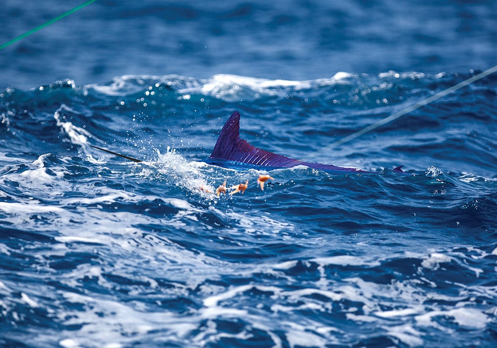 Gamefish chasing a dredge