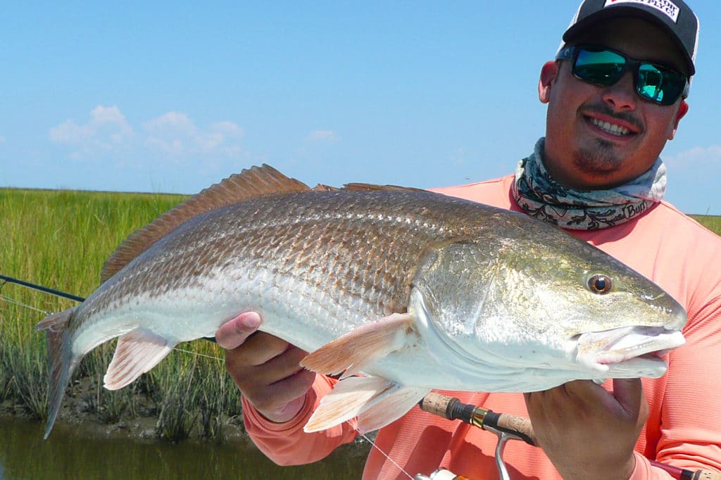 Redfish patrolling grass edges are suckers for topwater lures.