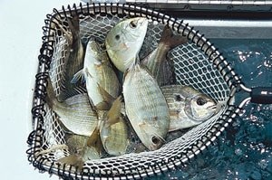 The /SWS/ Bait Encyclopedia