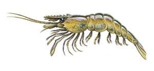 The /SWS/ Bait Encyclopedia