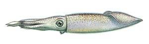 The /SWS/ Bait Encyclopedia