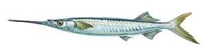 The /SWS/ Bait Encyclopedia