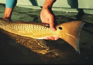 The /SWS/ Bait Encyclopedia